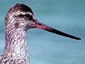 Eastern bar-tailed godwit