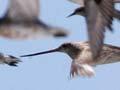 Bar-tailed godwits taking off