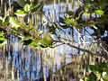 Mangroves near Paihia 