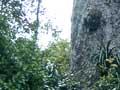The father of the forest