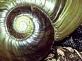 Kauri snail 
