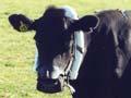 Agricultural gases