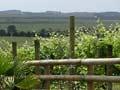 Vineyard near Kaitāia