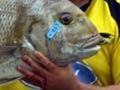 A $50,000 snapper