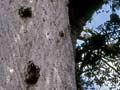 Tāne Mahuta