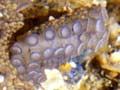 Camouflaged midget octopus