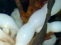 Squid eggs
