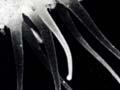 Spiny fluorescent undersea creature