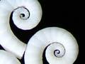 New Zealand shells
