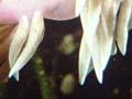 Jason’s nudibranch