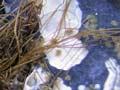 Mussel beard