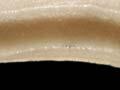 Aplacophoran mollusc