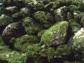 Stone wall, Poor Knights Islands