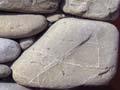 Greywacke roundstone wall 