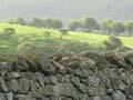Stone wall, Dunedin