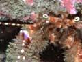 Hermit crab