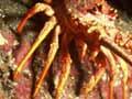 Red crayfish