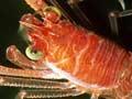 A squat lobster
