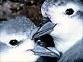 Nesting fairy prions