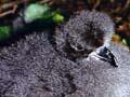 Chatham petrel chick