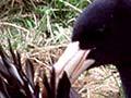 Northern giant petrel scavenging 
