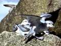 Fulmar prions 