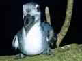 Broad-billed prion
