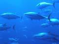 Southern bluefin tuna