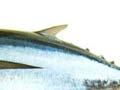 Tuna species