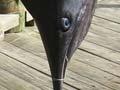 Boy and blue marlin