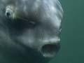 Sunfish 