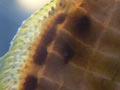 Seahorses