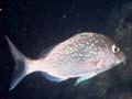 Snapper