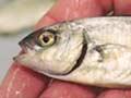 Kingfish fingerling