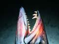 Barracouta