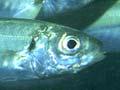 Jack mackerel