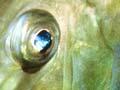 John dory