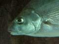 Blue moki