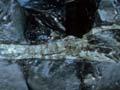 Obsidian