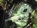 Pīpīwharauroa chick