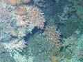 Stony coral 