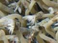 Long-necked barnacles