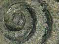 Triassic fossils 