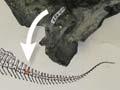 Dinosaur and pterosaur fossils