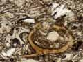 Ignimbrite under the microscope 