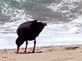 Variable oystercatcher feeding