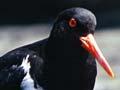 Chatham Island oystercatchers