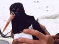 Banding a Chatham Island oystercatcher