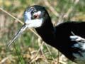 Black–pied stilt hybrid