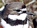 Male banded dotterel on nest